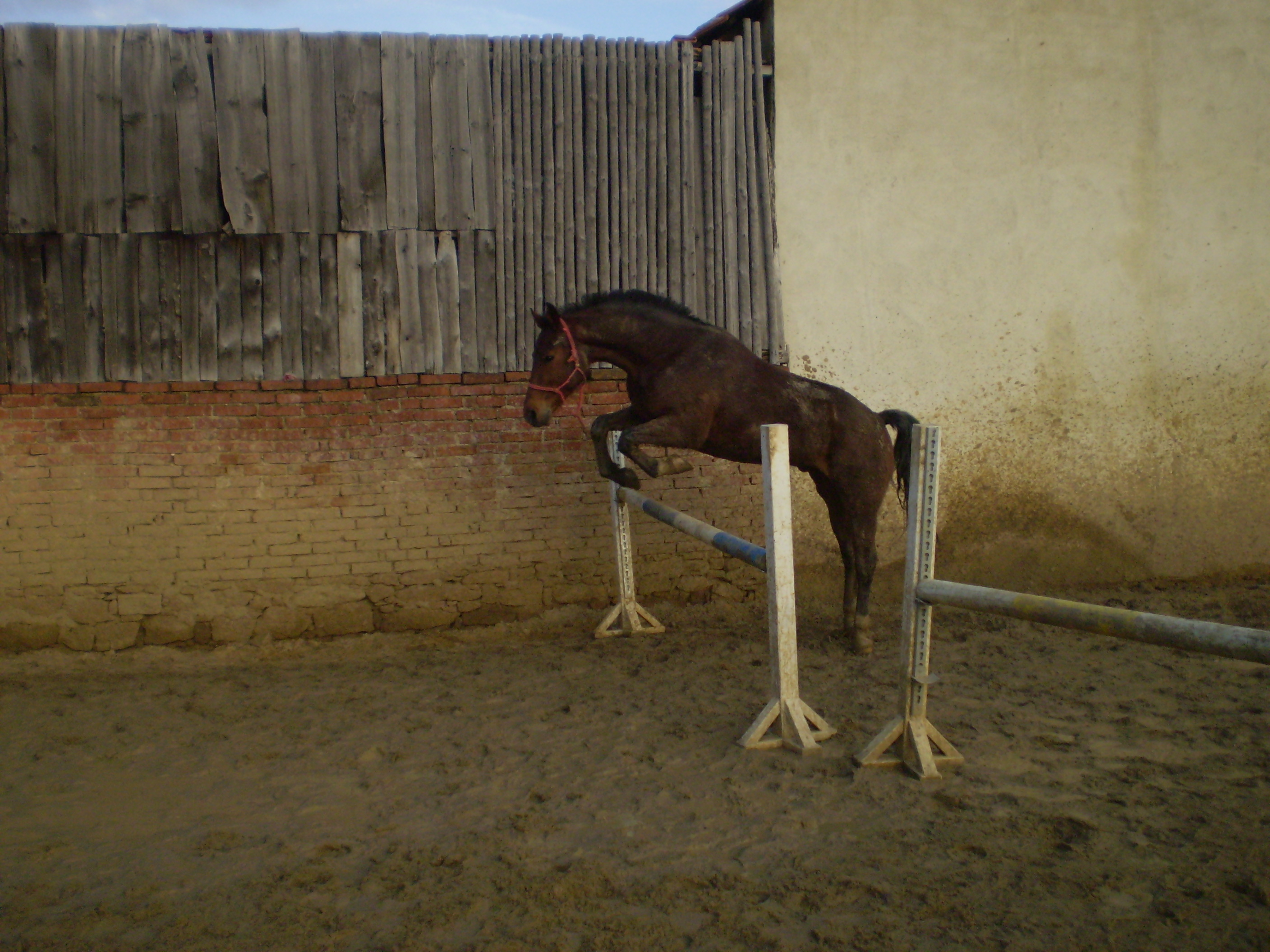 Ranďoušek ve volnosti na 110 cm. já ho naváděla na skoky..:D